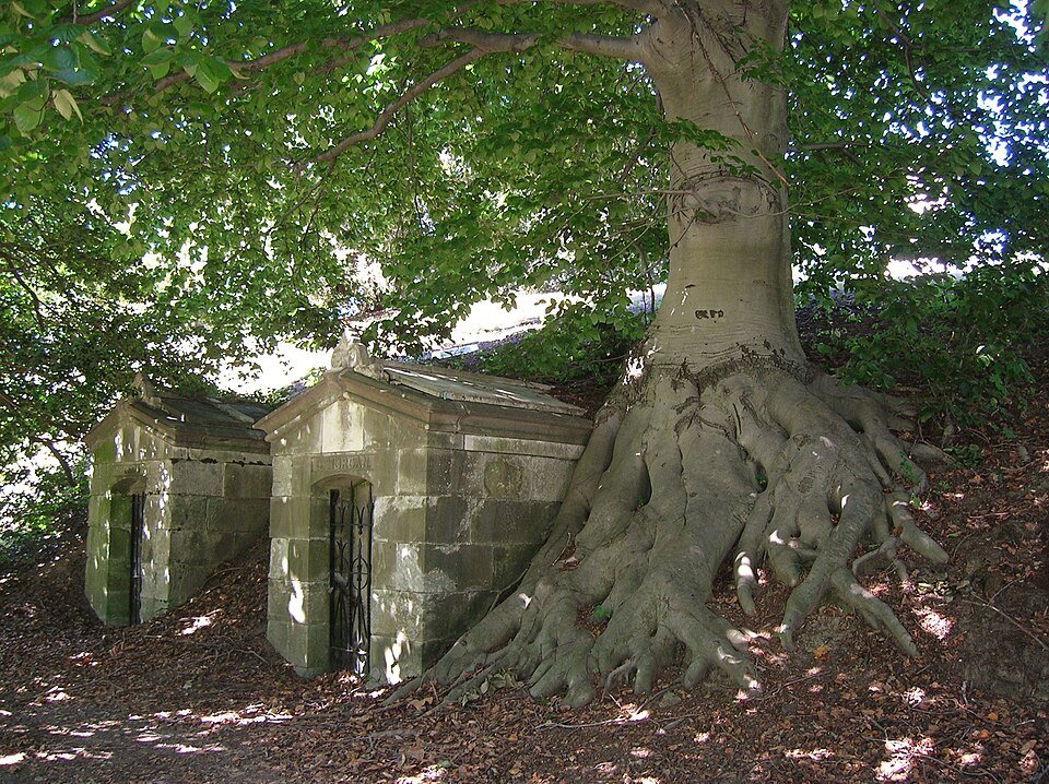 A European beech tree and mausoleums at Green-Wood Cemetery