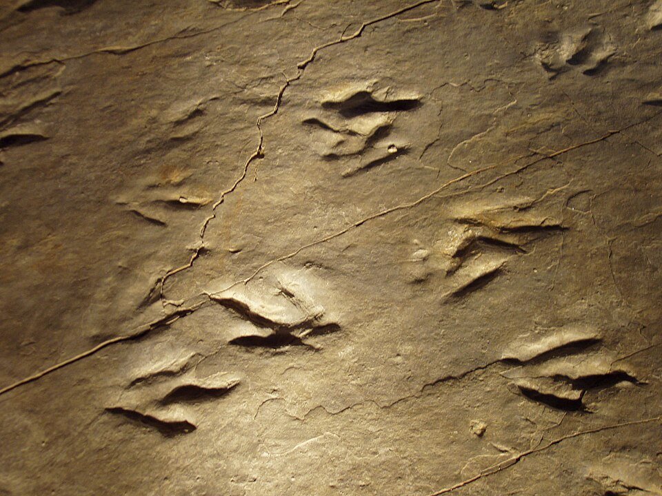 Close-up of fossil dinosaur footprints pressed into rock
