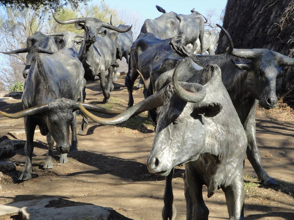 Vista de perto de bois longhorn de bronze andando por uma trilha de terra