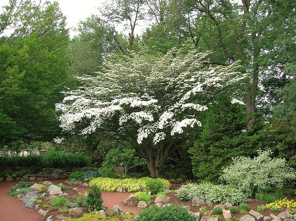 A flowering kousa dogwood in a rock garden at Elizabeth Park