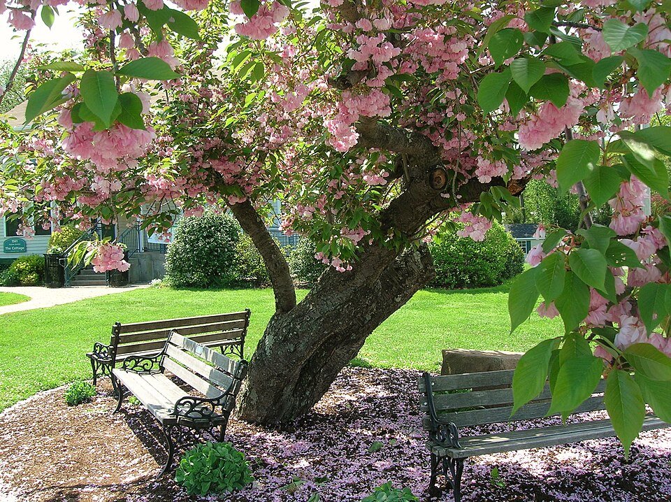 A Kwanzan cherry tree in bloom over benches in Elizabeth Park