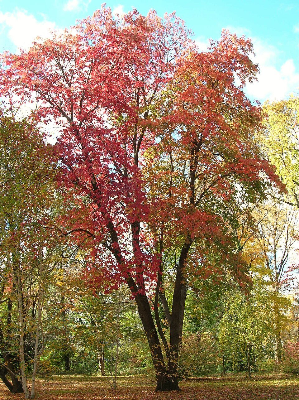 A tree in red and orange autumn color in Elizabeth Park