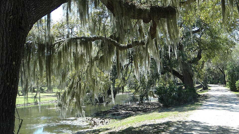 Un roble cubierto de musgo español junto a un bayou y un camino de grava