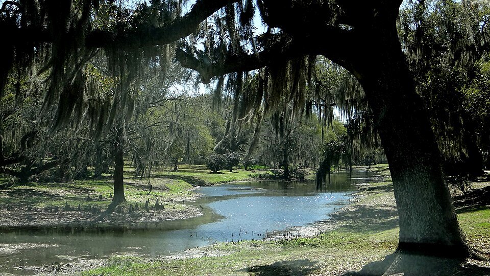 Musgo español colgando de un roble sobre un bayou tranquilo, con raíces de ciprés en la orilla
