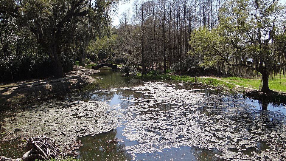 Un estanque cubierto de plantas flotantes, con un pequeño puente arqueado y cipreses calvos