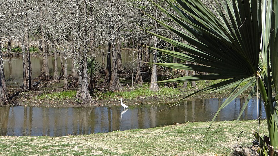 Una garza blanca caminando por la orilla de un estanque entre cipreses calvos sin hojas y una hoja de palmito en Avery Island