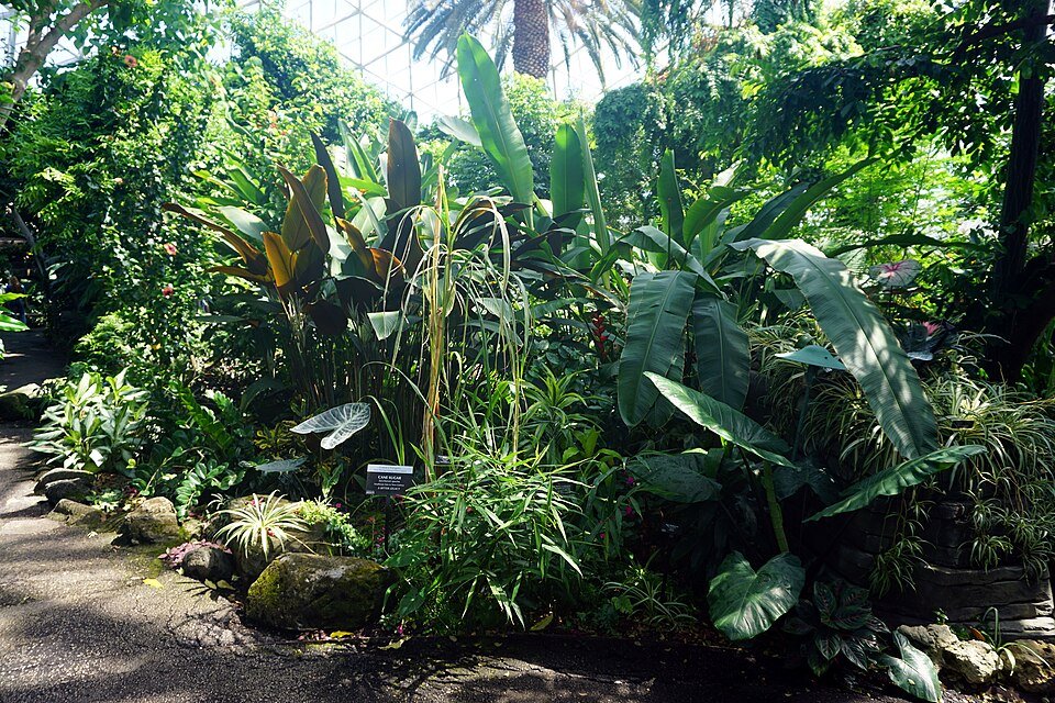 Lush tropical foliage along a path inside the Tropical Dome