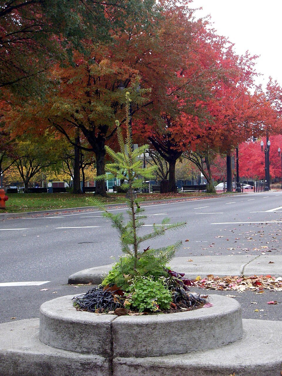 Mill Ends Park in autumn, with a young conifer in the planter and red-leaved trees behind