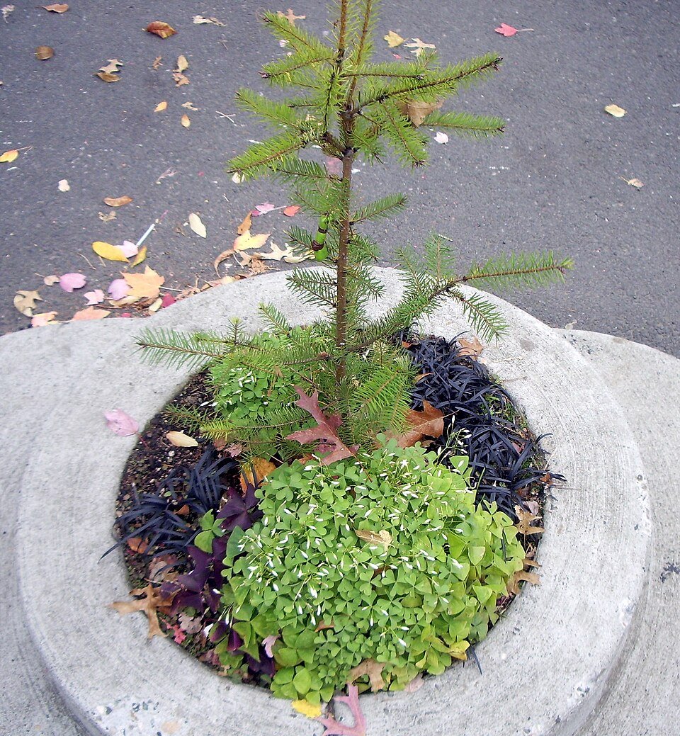 Overhead view of the park: a young conifer, green clover-like leaves and dark grass in the round planter