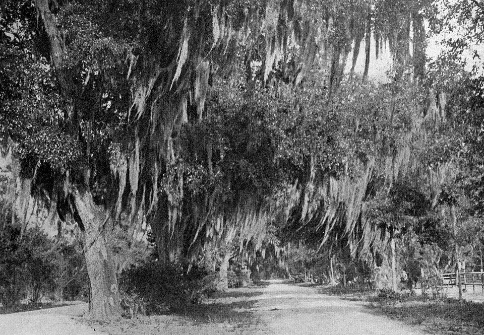 Una imagen antigua de una avenida cubierta de musgo en Bonaventure Cemetery, del libro A Thousand-Mile Walk to the Gulf, de John Muir
