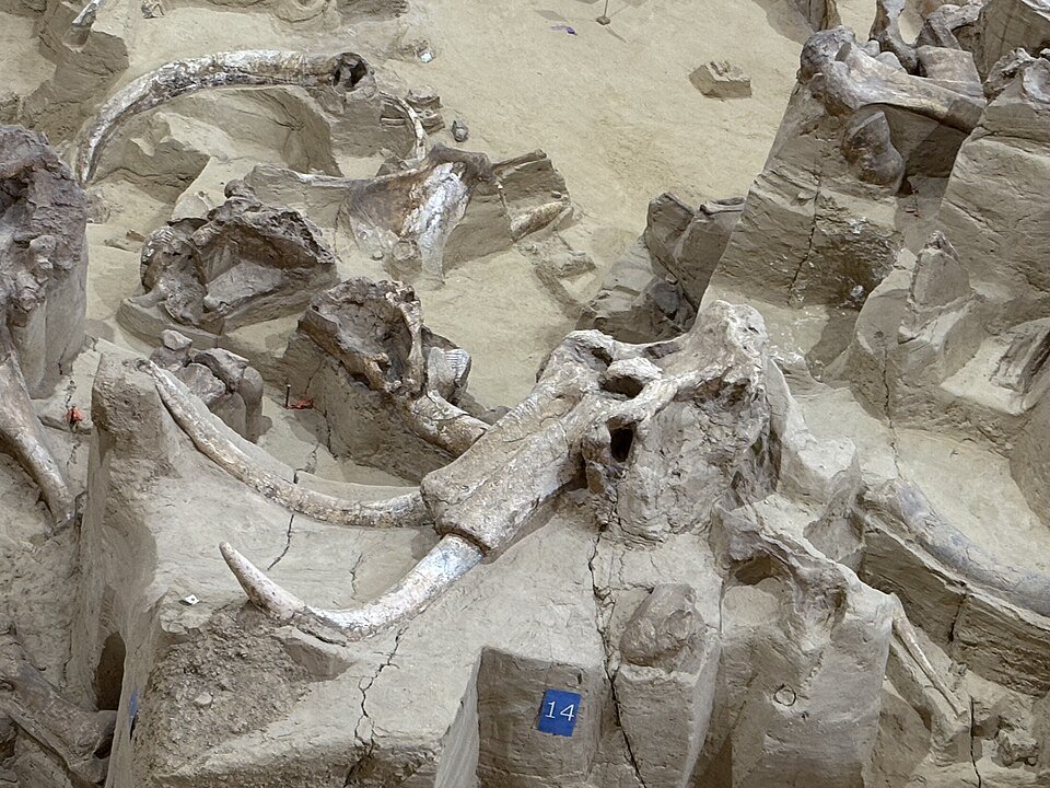 Cráneo y colmillos de mamut en el lecho de huesos del Mammoth Site