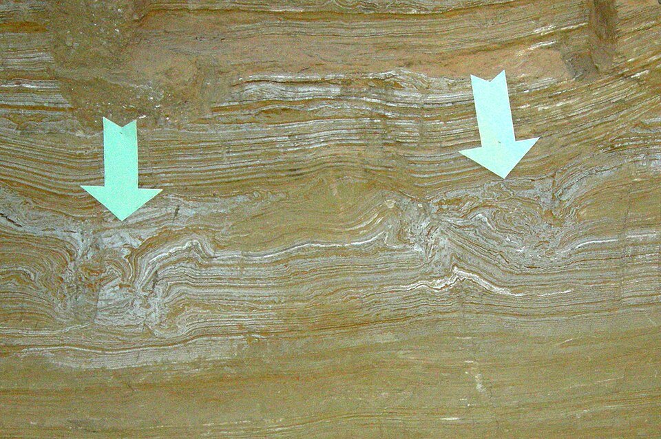 Sedimento en capas del Mammoth Site, con flechas que marcan huellas de patas