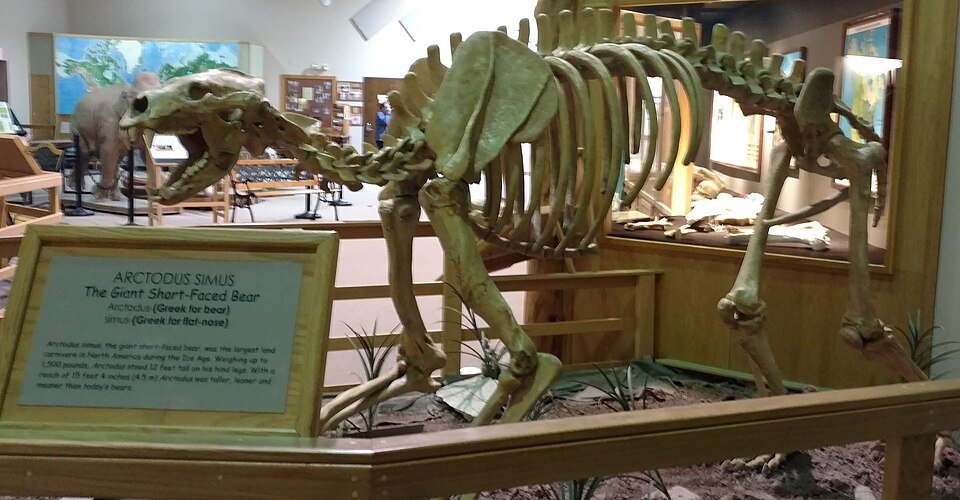 Esqueleto montado de un oso gigante de cara corta en el museo de Hot Springs, Dakota del Sur