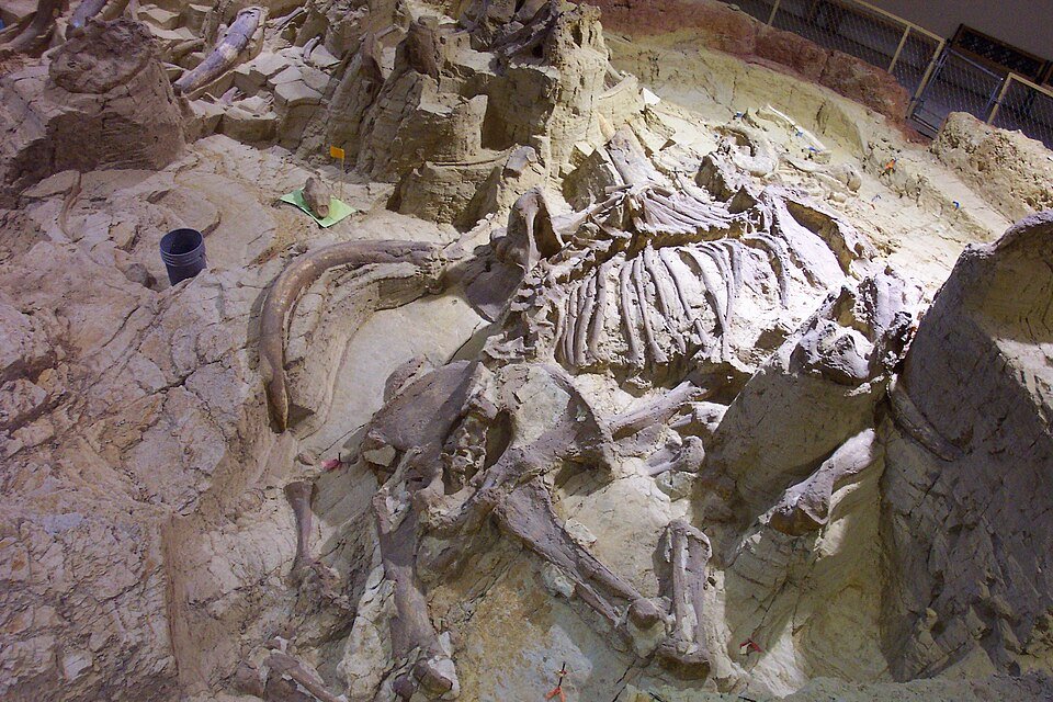 Colmillos, costillas y huesos de mamut expuestos en el lecho de huesos del Mammoth Site