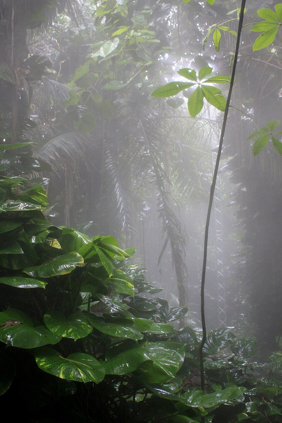 Misty rainforest biome with broad-leaved plants and palms