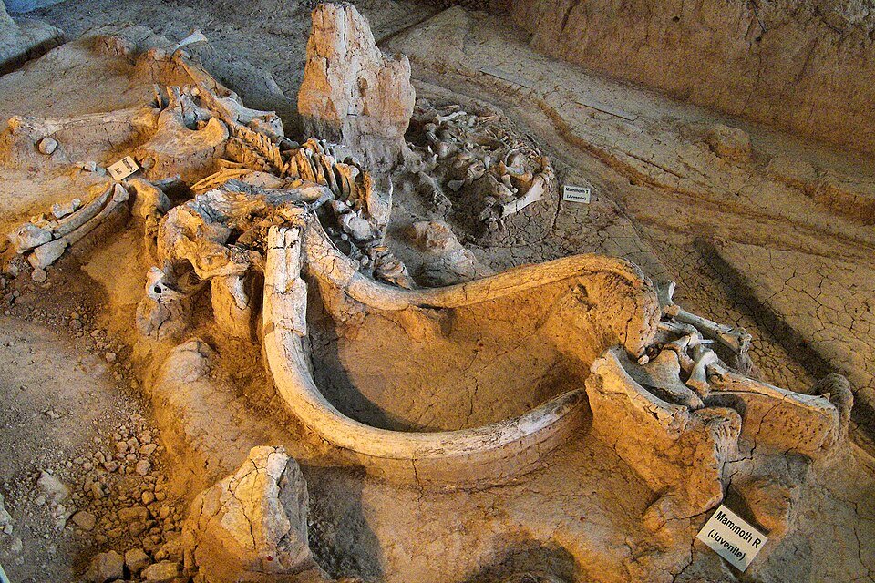 Huesos fósiles y un colmillo curvo de un mamut joven, dejados en su lugar en el suelo