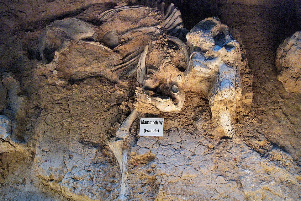 El cráneo y los huesos de una hembra de mamut incrustados en el suelo de la excavación, con una etiqueta