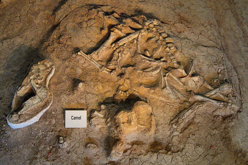 Huesos fósiles de un camello en el suelo de la excavación, con una etiqueta